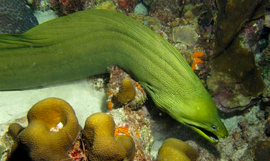 Green moray