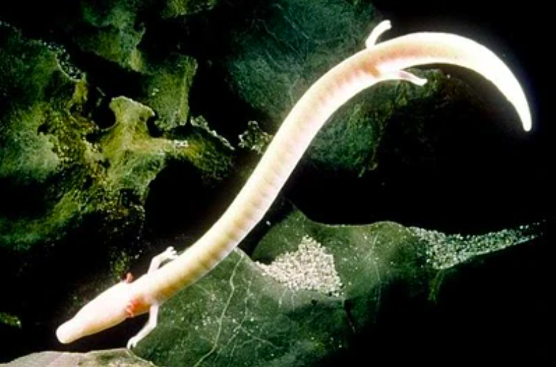 Olm
