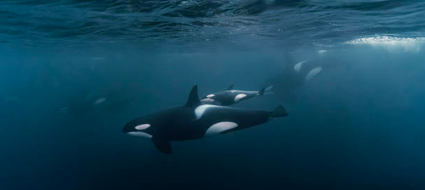 Orca
