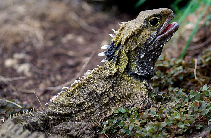 Tuatara