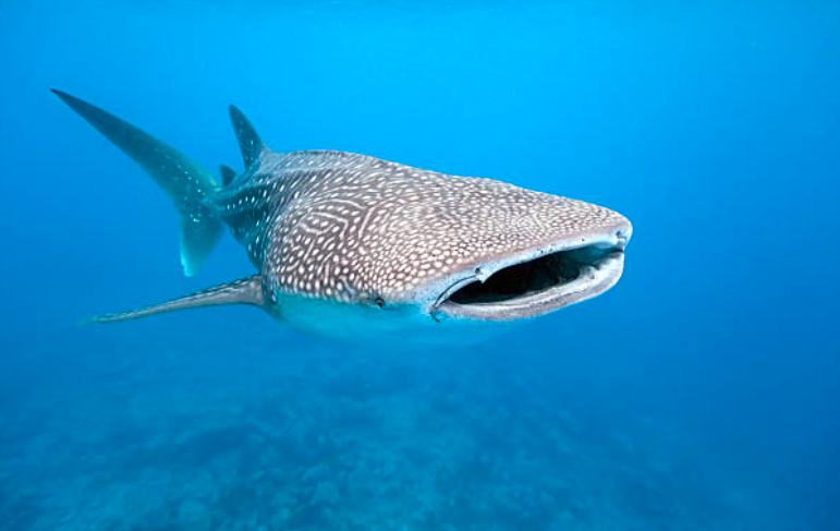 Whale Shark